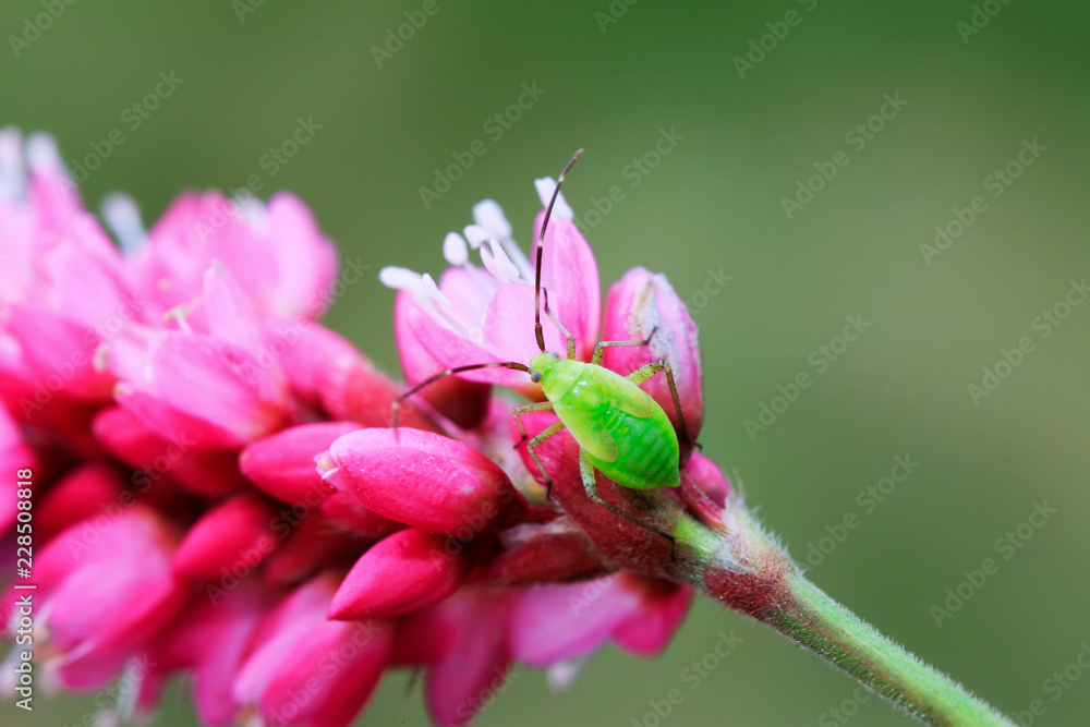 green stinkbug larvae on green leaf green stinkbug larvae on green leaf