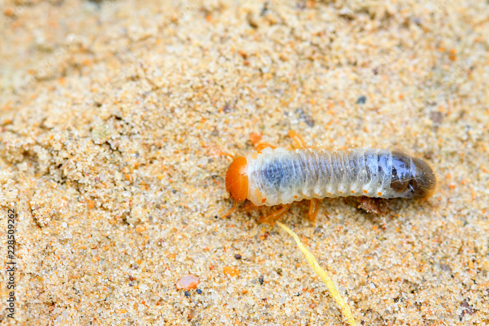 closeup of grub closeup of grub
