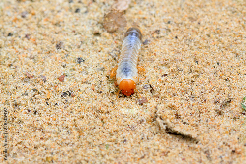 closeup of grub