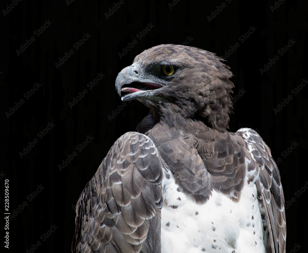 Obraz premium Martial eagle