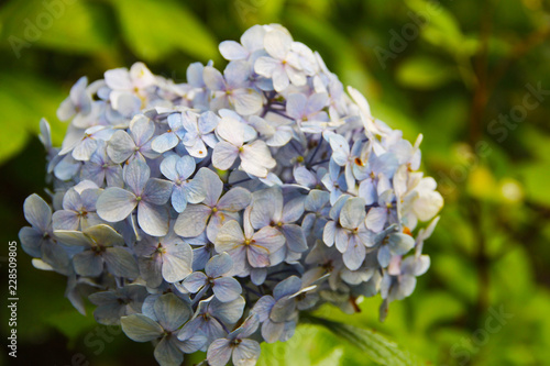 Gentle blue hydrangea with a blue heart: delicate petals in green leaves, bud consists of small inflorescences. Beautiful fragrant flower.