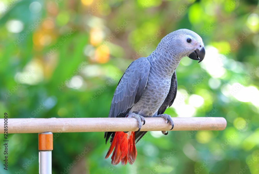 Obraz premium African Grey Parrot perched on a branch.