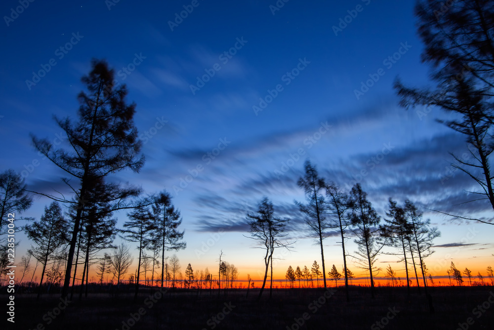 Larch silhouettes at sunrise