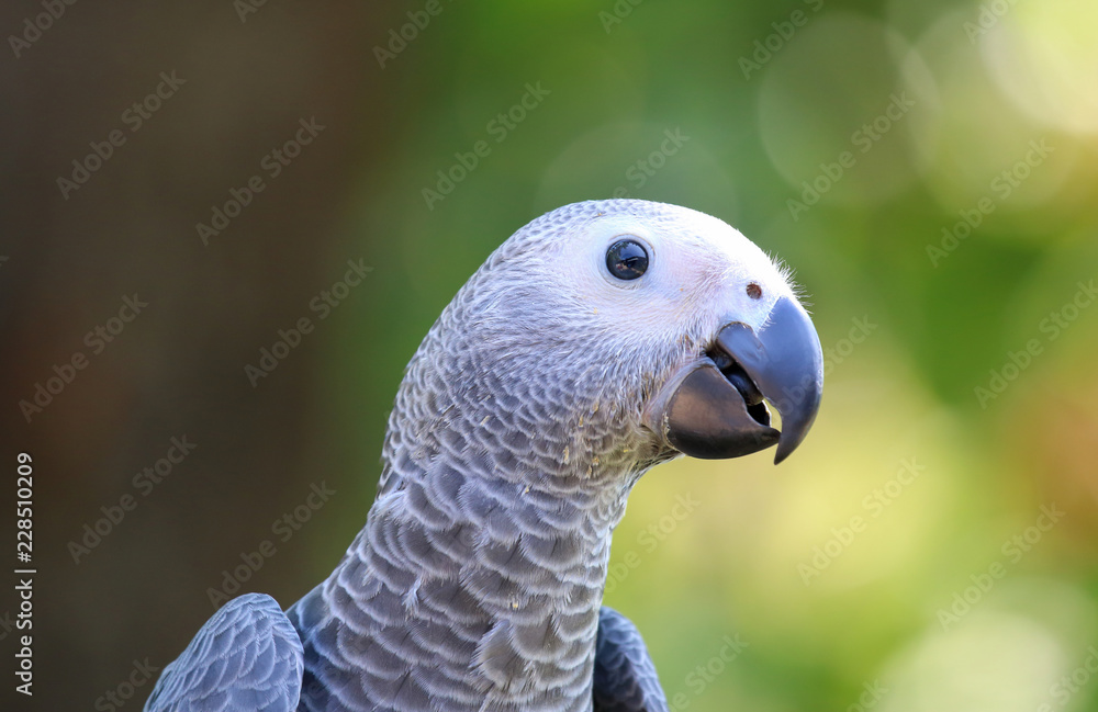 Obraz premium African grey parrot head close-up looking