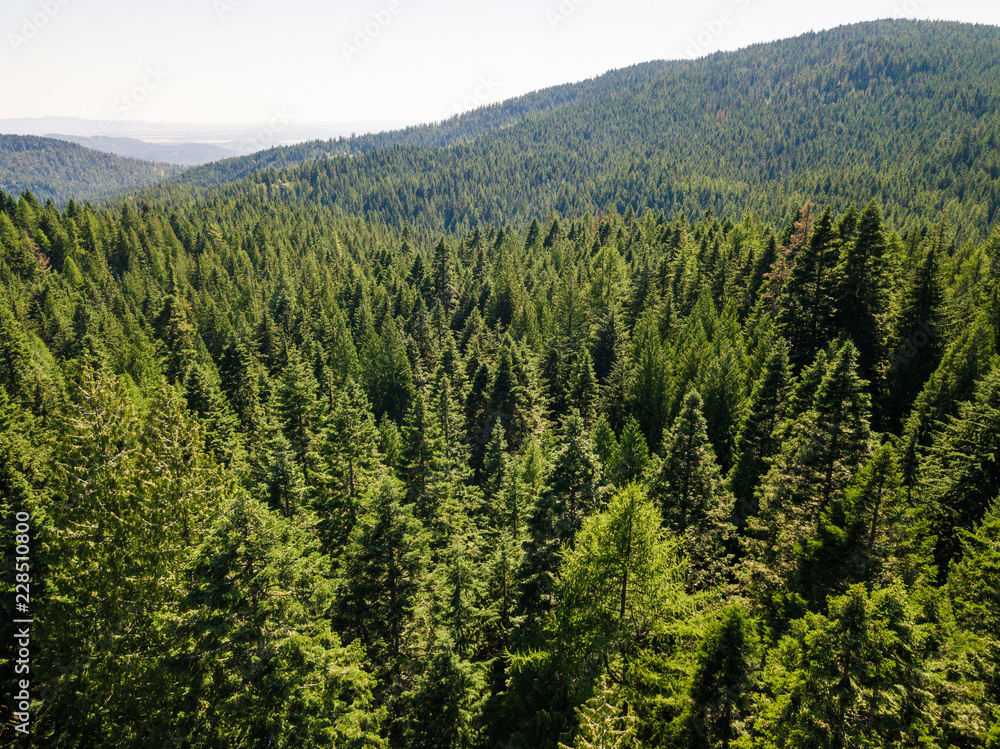 Pine forest aerial image Pine forest aerial image