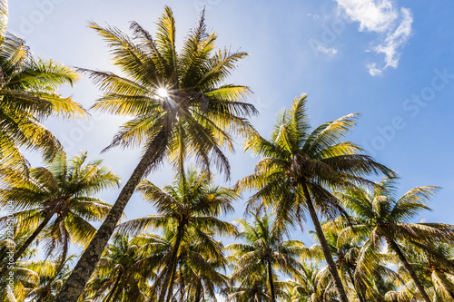 branches of coconut palms under blue sky with syn