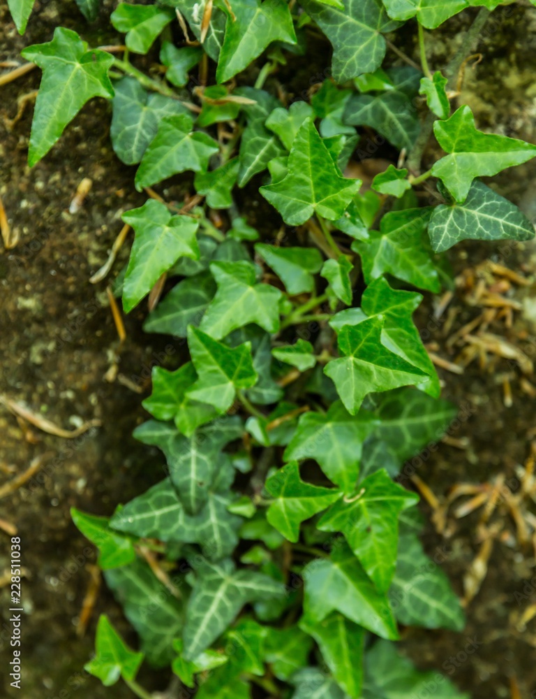 Fototapeta premium Plants growing on the ground in a forest