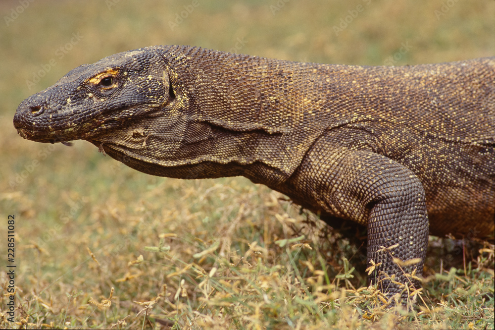Waran auf Komodo - Indonesien Waran auf Komodo - Indonesien