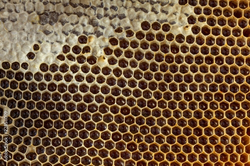 Apiculture - récolte du miel