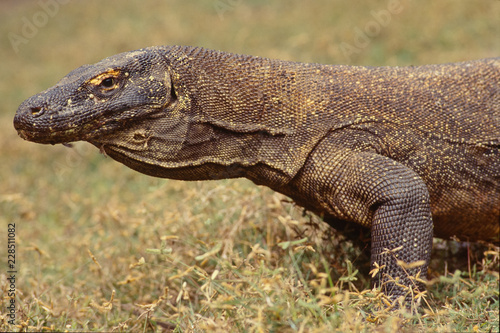 Waran auf Komodo - Indonesien