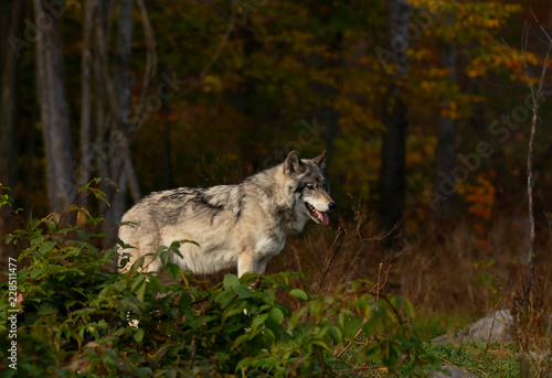 A lone Timber wolf or Grey Wolf (Canis lupus) standing on a rocky cliff on an autumn rainy day in Canada © Jim Cumming