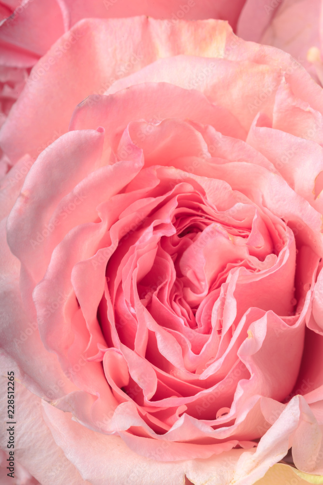 Delicate pink rose close up Delicate pink rose close up