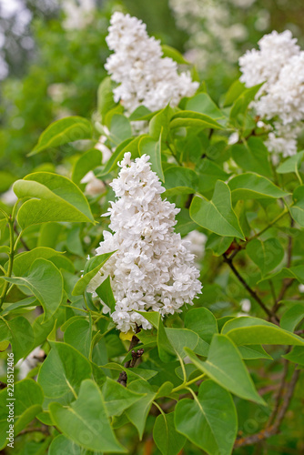 Beautiful white lilac flowers with green leaves