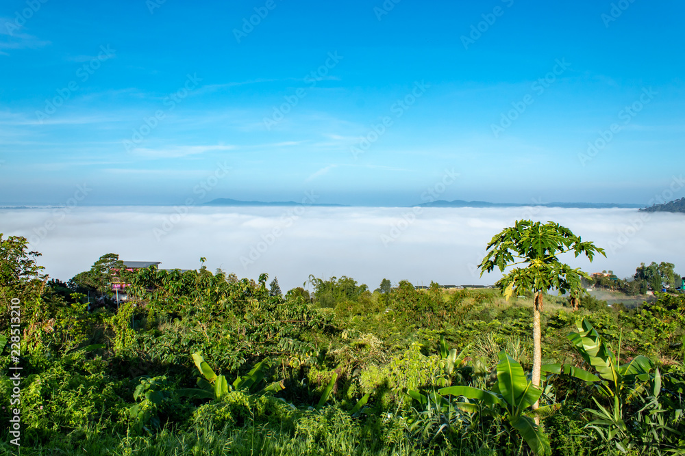 Fog and sun Morning Behind the tree papaya. Fog and sun Morning Behind the tree papaya.