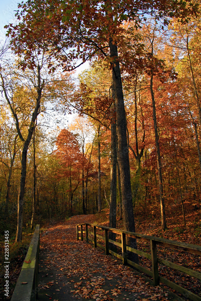 autumn in the woods autumn in the woods