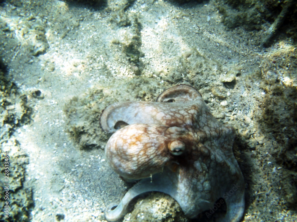 Caribbean Octopus Caribbean Octopus