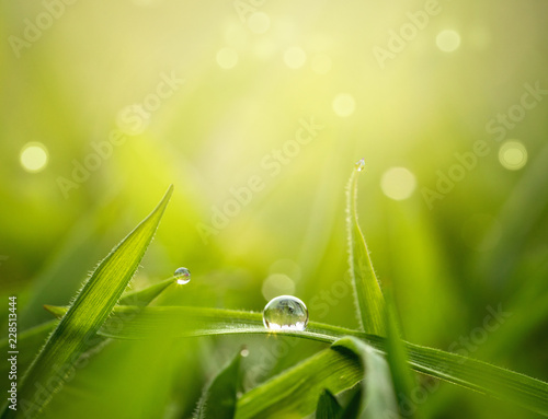 Spring, nature background. Water drop on a blade of grass with copy space