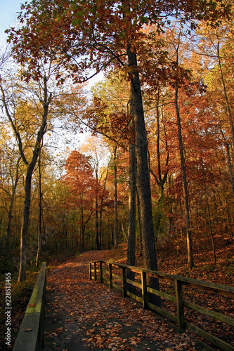 autumn in the woods
