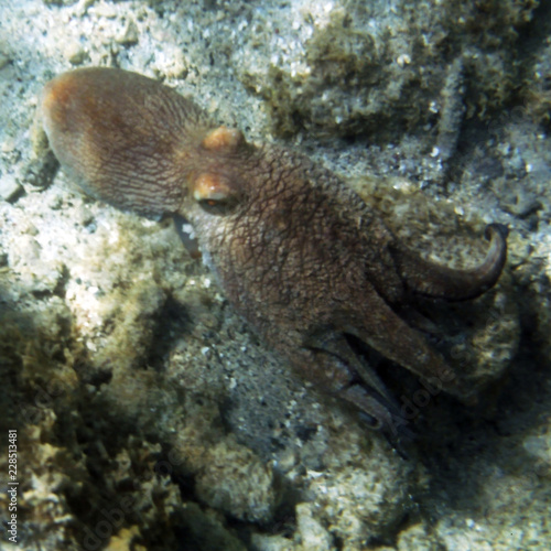Caribbean Octopus
