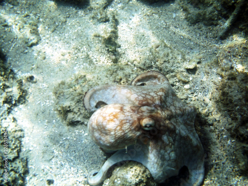 Caribbean Octopus © Carolyn