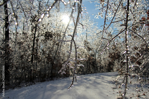 Ice on the Trees