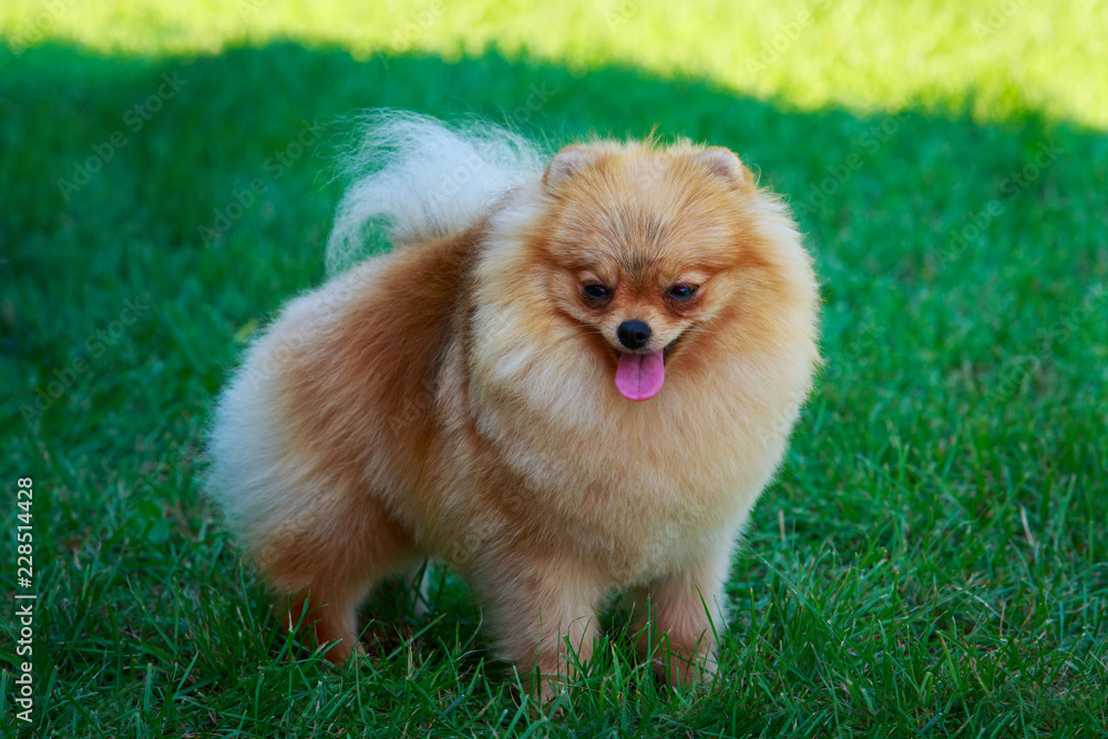 The dog breed pomeranian spitz The dog breed pomeranian spitz