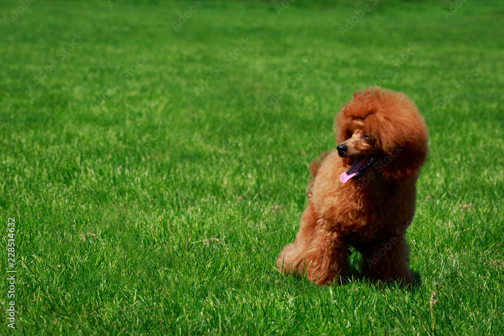 Fototapeta premium Dog breed small miniature Poodle