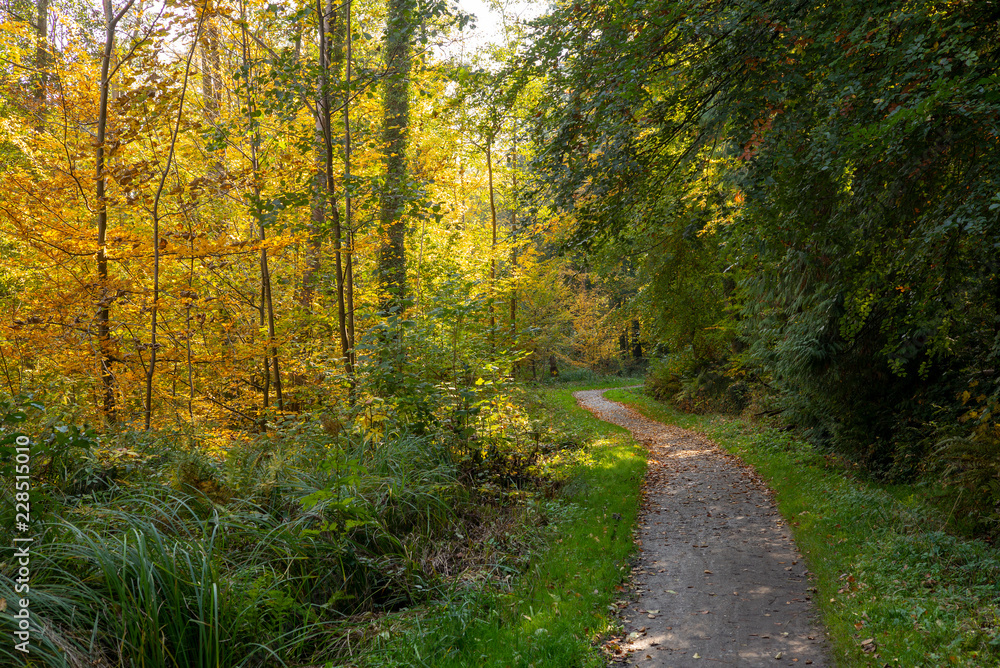 Waldweg im Herbst Waldweg im Herbst