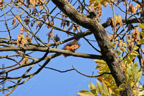 Squirrel on a tree © Stasiuk