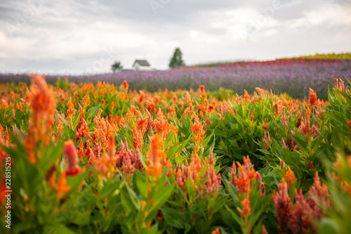 фотографія Orange Fields