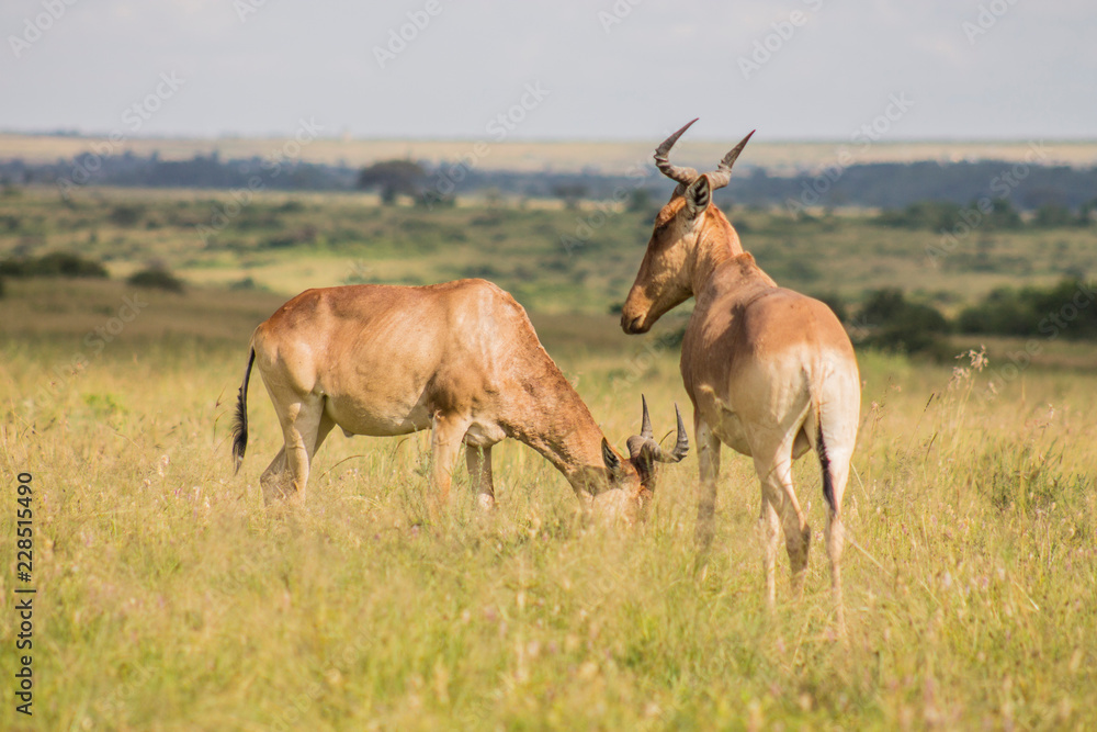 Fototapeta premium Antelope in the wild
