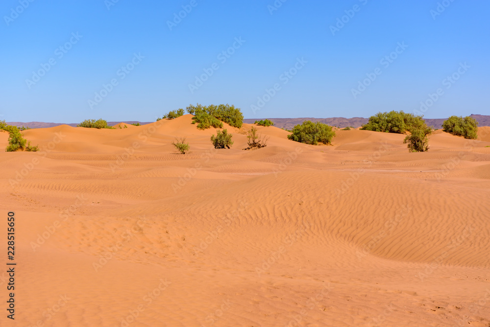 Erg Chebbi, Sahara Desert in Morroco : October 24 2017 : Bereber in the desert of Sahara in Morocco. Erg Chebbi, Sahara Desert in Morroco : October 24 2017 : Bereber in the desert of Sahara in Morocco.