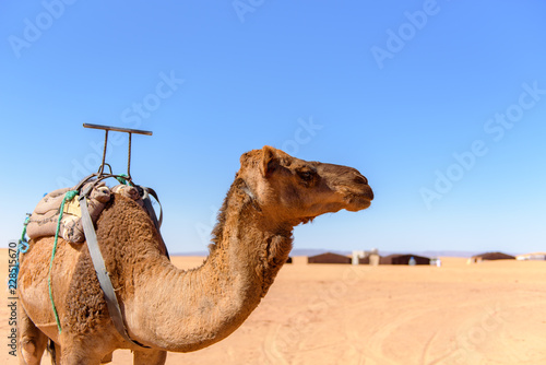 Erg Chebbi, Sahara Desert in Morroco : October 24 2017 : Bereber in the desert  of Sahara in Morocco.