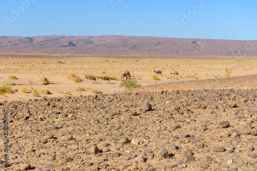 Sunny day in Erg Chebbiin Desert of Sahara, Marruecos