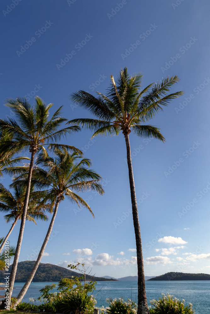 Blue skies, white fluffy clouds, palm trees, aqua, azure, yellow and bottle-green waters lapping the white coral sands of the Great Barrier Reef