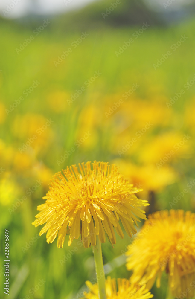 タンポポ　春　素材