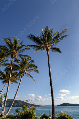 Blue skies  white fluffy clouds  palm trees  aqua  azure  yellow and bottle-green waters lapping the white coral sands of the Great Barrier Reef