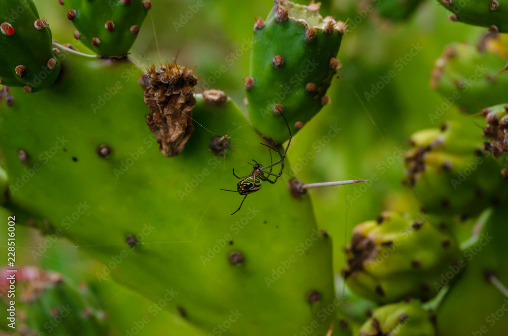 araña en cactus araña en cactus