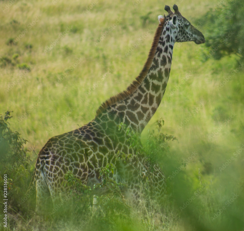 Naklejka premium Giraffe in the wild