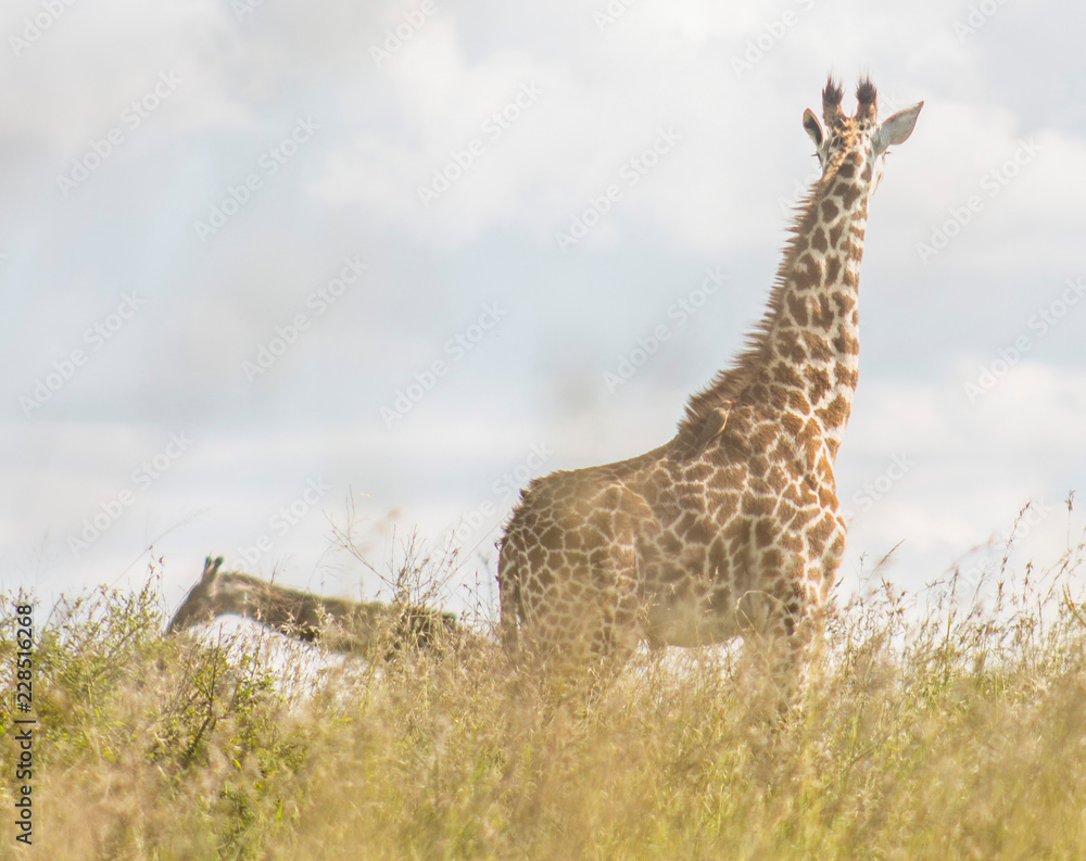 Fototapeta premium Giraffe in the wild