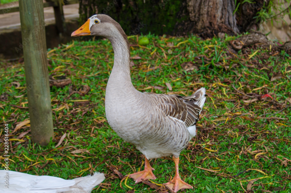 Patos al agua Patos al agua