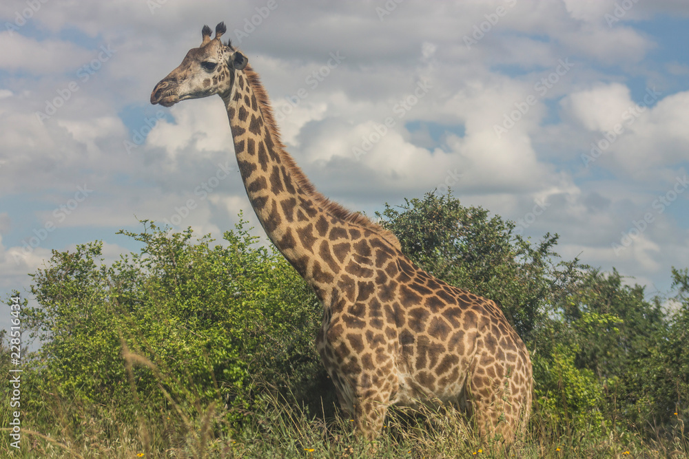 Fototapeta premium Giraffe in the wild