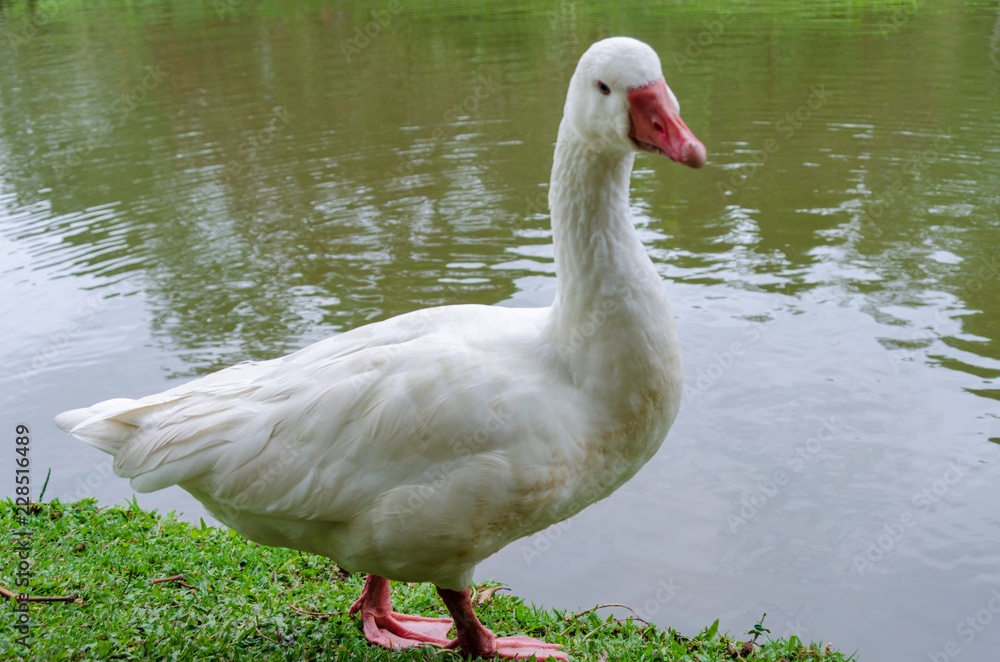 Obraz premium Patos al agua