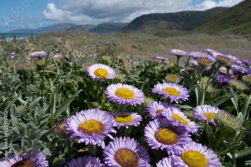 Seaside Daisy, Mattole Beach, Lost Coast, California photo