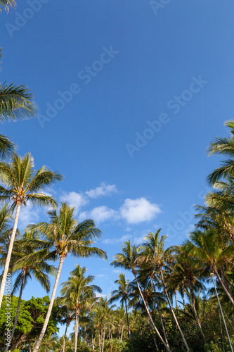 Blue skies, white fluffy clouds, palm trees, aqua, azure, yellow and bottle-green waters lapping the white coral sands of the Great Barrier Reef © EdwardsMediaOnline