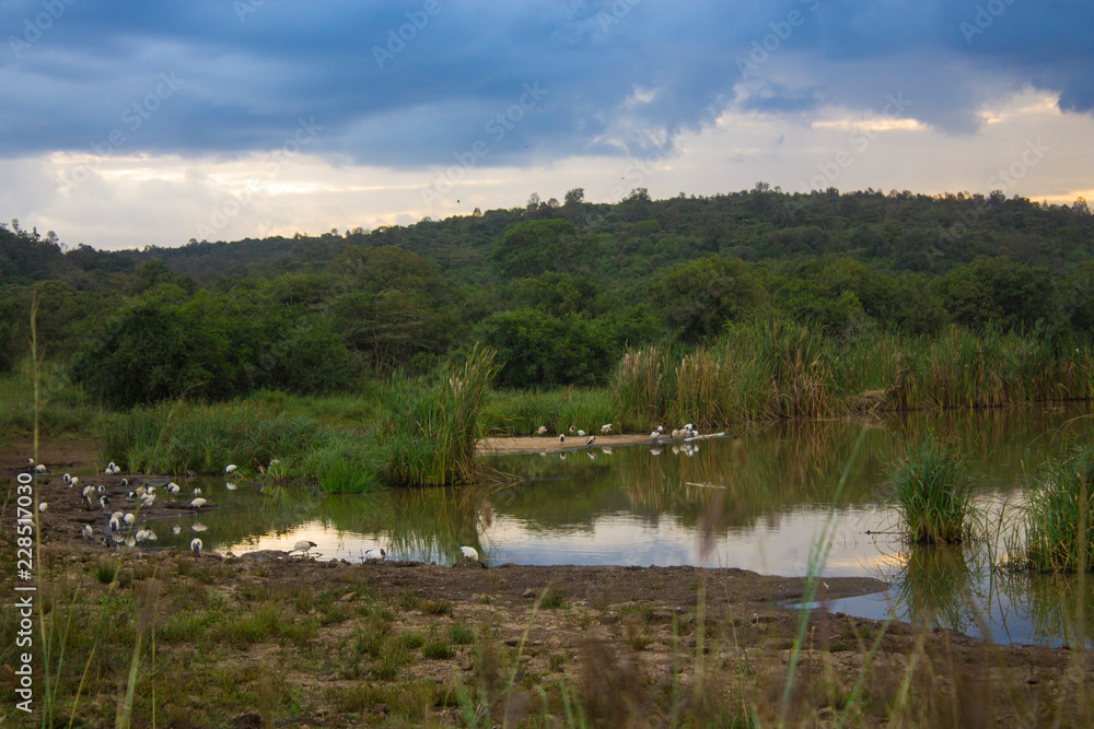 Obraz premium Pond in the park