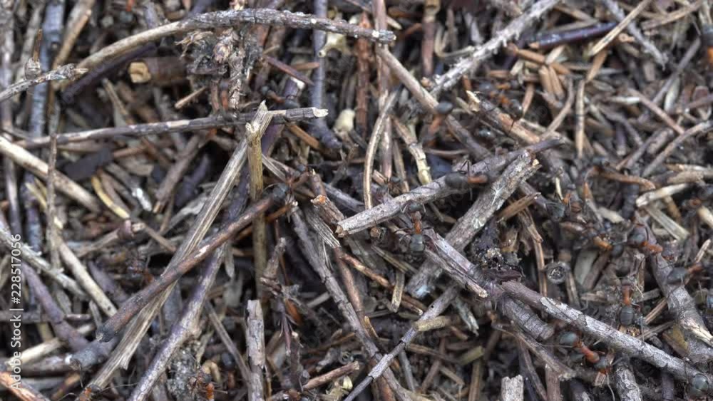 Big anthill in the woods. Big anthill with colony of ants in summer forest. Ants on the ant hill in the woods closeup, macro Big anthill in the woods. Big anthill with colony of ants in summer forest. Ants on the ant hill in the woods closeup, macro