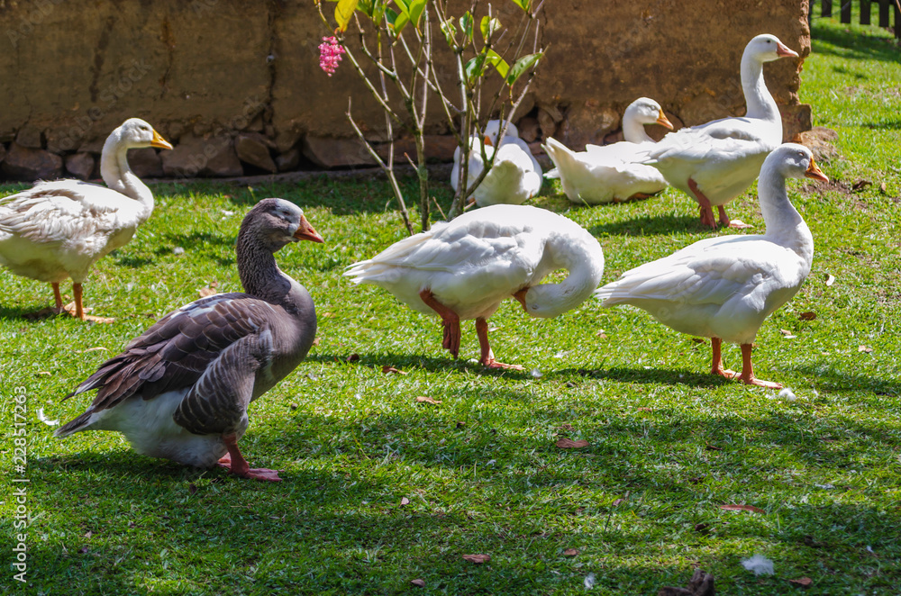 Obraz premium Patos al agua