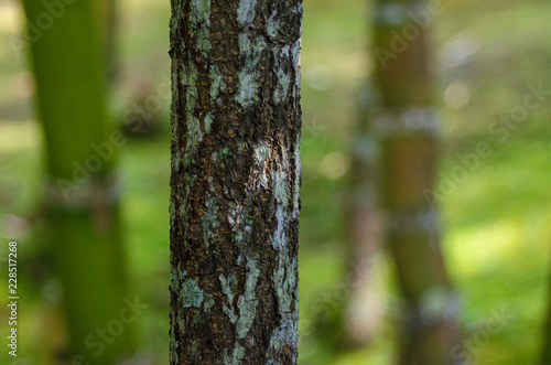 troncos del bosque