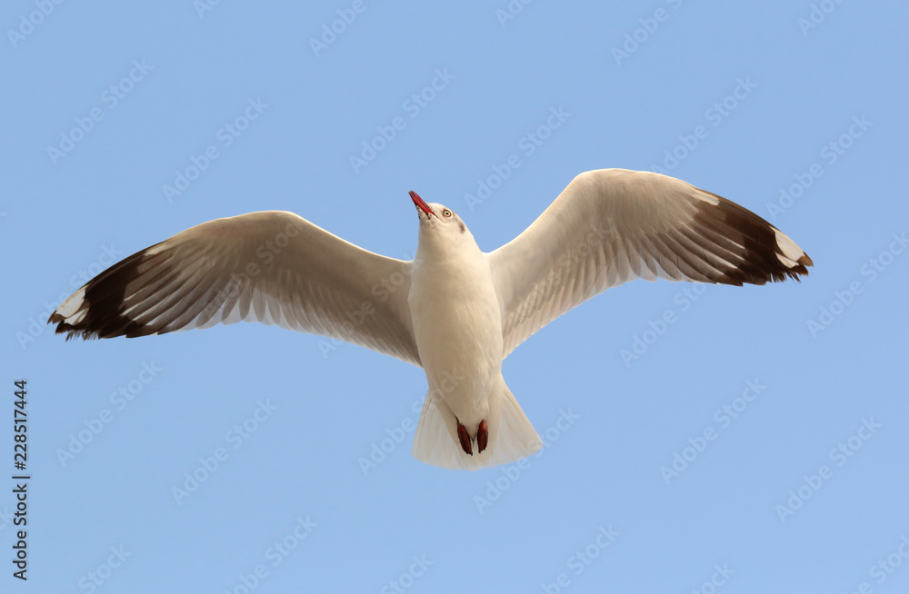 Obraz premium Seagull flying in the sky.